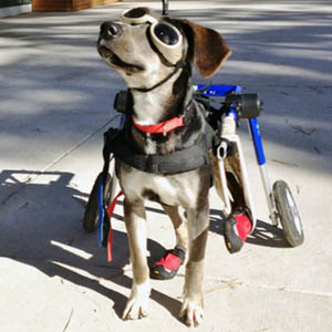 A beagle mix strolls along a concrete sidewalk using a wheelchair to support his back legs. He is wearing booties and goggles.