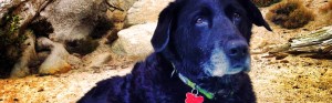 An old black lab with a graying muzzle sits on the beach in Tahoe with a towel underneath.
